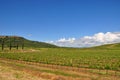 superTuscan sangiovese vineyard Italy Royalty Free Stock Photo