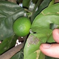 Supervisor tests the citrus leaf damaged by moth citrus leafminer