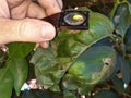 Supervisor tests the citrus leaf damaged by moth citrus leafminer Royalty Free Stock Photo