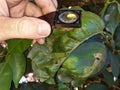 Supervisor tests the citrus leaf damaged by moth citrus leafminer