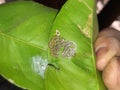 Supervisor tests the citrus leaf damaged by moth citrus leafminer