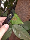 Supervisor tests the citrus leaf damaged by moth citrus leafminer