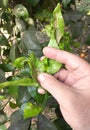 Supervisor tests the citrus leaf Royalty Free Stock Photo