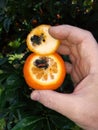 Tangerine damaged by False Codling Moth