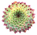 Supervivum Calcareum Succulent Royalty Free Stock Photo