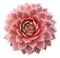 Supervivum Succulent Royalty Free Stock Photo