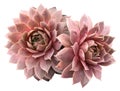 Supervivum Succulents Royalty Free Stock Photo