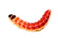 Superworm Royalty Free Stock Photo