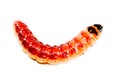 Superworm Royalty Free Stock Photo
