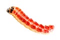 Superworm Royalty Free Stock Photo
