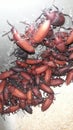 superworms as world food security Royalty Free Stock Photo