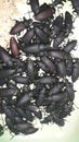 superworms as world food security Royalty Free Stock Photo