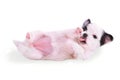 Supine chihuahua puppy Royalty Free Stock Photo