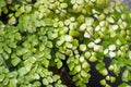 Suplir, Adiantum Venustum Himalayan maidenhair fern, green foliage background