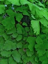 Suplir elephant leaves like elephant ears