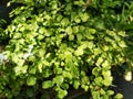 Adiantum capillus-veneris L. or Maidenhair fer