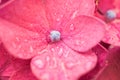 Super small macro of a pink flower