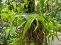 supplejack vine on the tree natural