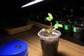 Supplementary lighting of young sprout of rose flower in early spring by LED lamp at home. Closeup. Royalty Free Stock Photo