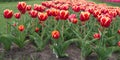 Supporter of environment. Netherlands countryside. tulips in garden. Amazing tulips field in Holland. relax and stress Royalty Free Stock Photo