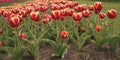 Supporter of environment. Netherlands countryside. tulips in garden. Amazing tulips field in Holland. relax and stress Royalty Free Stock Photo