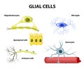 Supporting Cells. Neuroglia or Glial cells Royalty Free Stock Photo