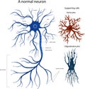 supporting cells Oligodendrocytes and astrocytes. Structure of a neuron. Royalty Free Stock Photo