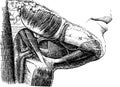 Suprahyoid region, vintage engraving