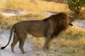Superb Adult male lion follows in season lioness, flehmen response