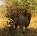 Superb Adult male lion marking his territory