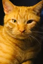 Supremely Handsome Orange Tabby Cat with Golden Eyes