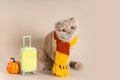 Suprised cat wearing glasses and knitted scarf sitting next to a yellow suitcase and pumpkin and looking at copy space. Fall sale