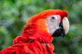 A suprised parrot from the Amazon jungle