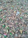 Surabaya, October 09, 2023. A collection of leaves that have fallen due to dryness and wind.