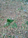 Surabaya, October 09, 2023. A collection of leaves that have fallen due to dryness and wind.