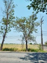 Surabaya, October 2023. General view of the roadside with trees, electricity poles and cables and large fields.