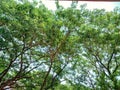 Surabaya, October 09, 2023. Trees with dense and shady leaves make the air feel fresher and more comfortable.