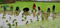 Surajpur, Chhattisgarh / India- July 13, 2022: Group of Indian farmers working in a paddy field in Kharif season. Royalty Free Stock Photo