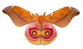 Suraka silk moth, Antherina suraka, is isolated on white background Royalty Free Stock Photo