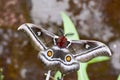 The Suraka Silk Moth (Antherina suraka) in Ranomafana national p Royalty Free Stock Photo