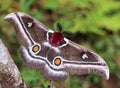 The Suraka Silk Moth (Antherina suraka) in Ranomafana national p Royalty Free Stock Photo