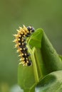 Suraka Silk Moth caterpillar - Antherina suraka