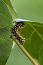 Suraka Silk Moth caterpillar - Antherina suraka