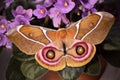 Suraka silk moth, Antherina suraka, on purple flowers of African violet
