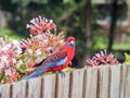 Surburban Crimson Rosella, Australian Native Parrot