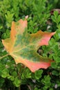 Sure signs of autumn with colorful leaves falling from trees