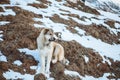Surefire Svan dog in the mountains of Caucasus Royalty Free Stock Photo