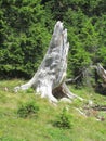 The dinosaur pine, a natural sculpture