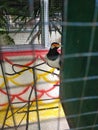 A suren starling in a cage is a native Indonesian animal Royalty Free Stock Photo
