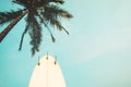 Surf board with palm tree in summer season Royalty Free Stock Photo